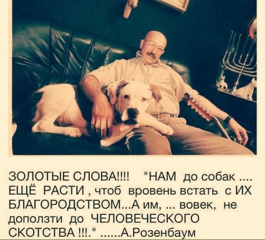ЗОЛОТЫЕ СЛОВАМИ НАМ до собак ЕЩЁ РАСТИ чтоб вровень встать с ИХ БЛАГОРОДСТВОМ Аим вовек не доползти до ЧЕЛОВЕЧЕСКОГО СКОТСТВА АРозенбаум