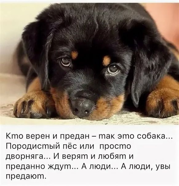 Кто верен и предан так это собака Породистый пёс или просто дворняга И верят и любят и преданно ждут А люди А люди увы предают