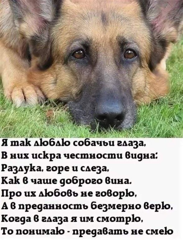 АЬБАЬ со ачьц маза В них исВра честности 8119113 РазАуКа горе и Аезаь Как В чаше 9оброго Вина Про их АЬБОВЬ не 20801310 А В преуанносшь безмерно Верь Когеа 8 маза я им смотрю То понимаю преуаВашь не смеіо
