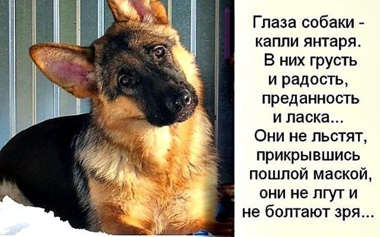 Глаза собаки капли янтаря В них грусть и радость преданность и ласка Они не льстят прикрывшись пошлой маской они не лгут и не болтают зря
