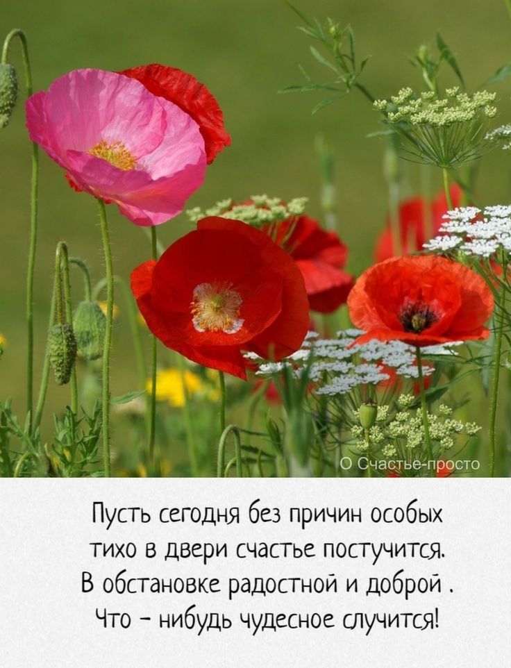 Пусть сегодня без причин особых тихо в двери счастье постучится В обстановке радостной и доброй Что нибудь чудесное случится