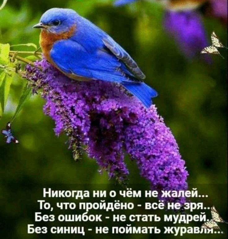 Никогда ни о чём не жалей То что п йдёно всё не зря Без оши к не стать мудрей Без синиц не поймать жура ж