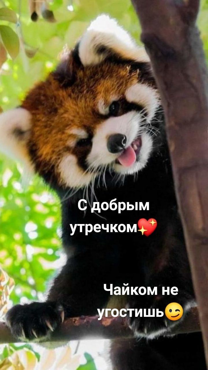 . Утречком ч чайком не  угостишь  ы ' чы