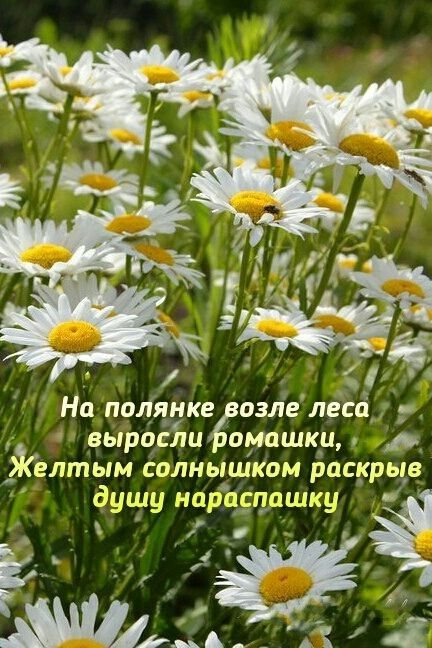 На палящегозле лесяі выройш оуашкд Желтым солнышком раскрыв душу нардшащку В _