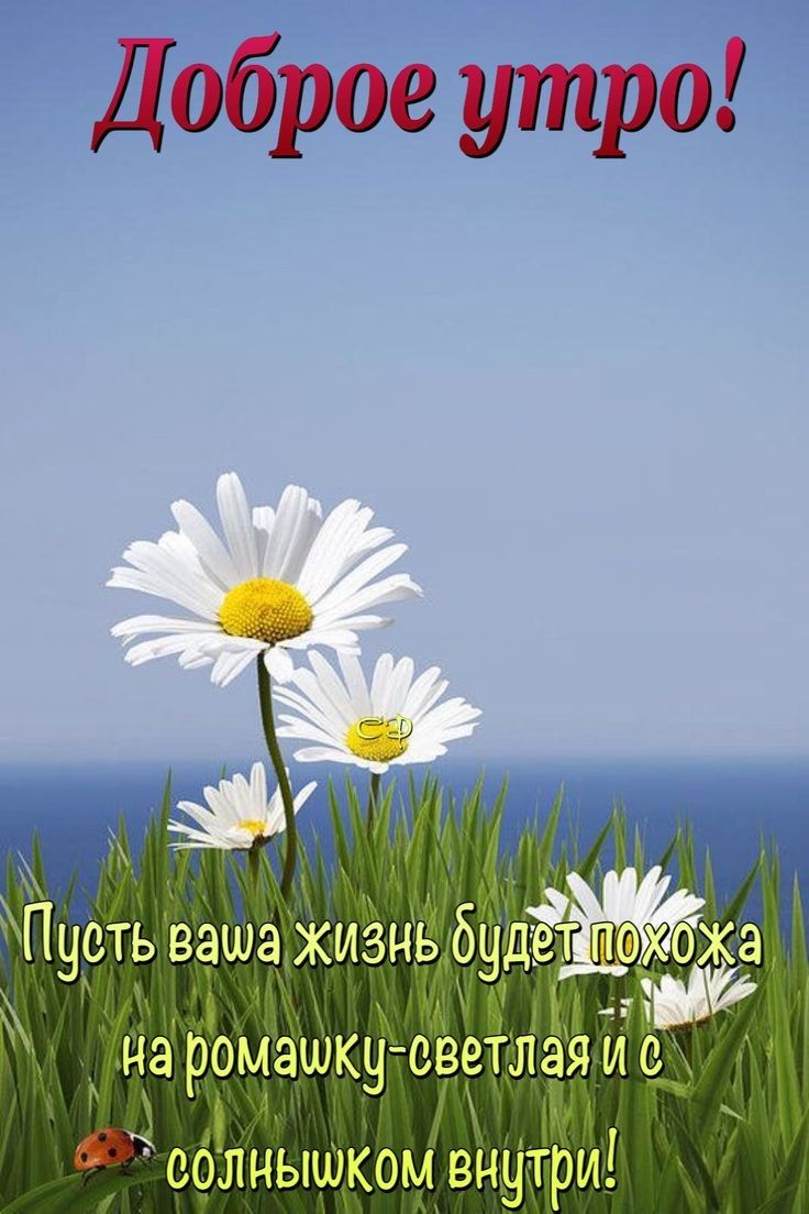 Доброе утро