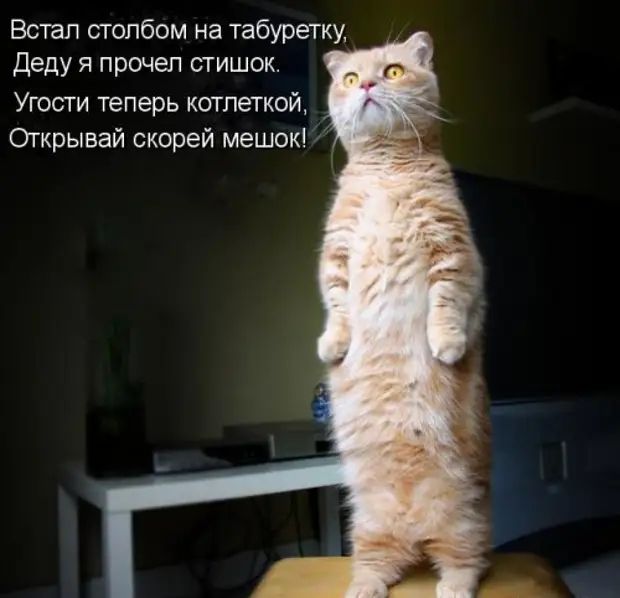 Встал столбом на табуретку, деду я прочел стишок. Угости теперь котлеткой, открывай скорей мешок!