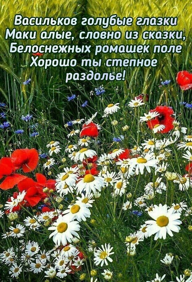 Васильков голубыеглазки Маки альіе слов о из сказки Белоснежных ромашек поле дХОрошо ты стеПное _ раздолье