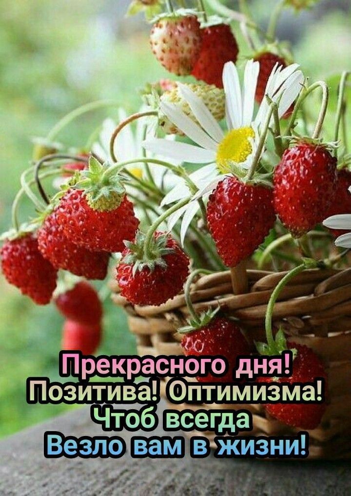 сног_о дня _ Оптимизма
