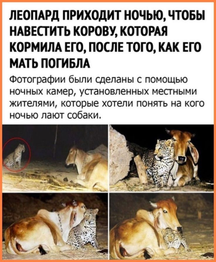 ЛЕОПАРД ПРИХОДИТ НОЧЬЮ ЧТОБЫ НАВЕСГИТЬ КОРОВУ КОТОРАЯ КОРМИЛА ЕГО ПОСЛЕ ТОГО КАК ЕГО МАТЬ ПОГИБЛА Фотографии были сделаны с помощью ночных камер установленных местными жителями которые хотели понять на кого ночью лают собаки