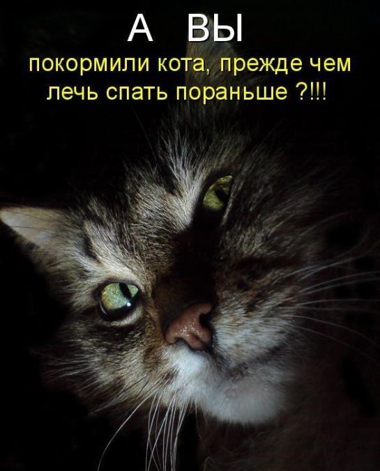покормипи котЁ прежде чем лечь спать пораньше