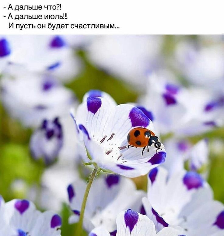 А дальше что А дальше июль И пусть он будет счастливым