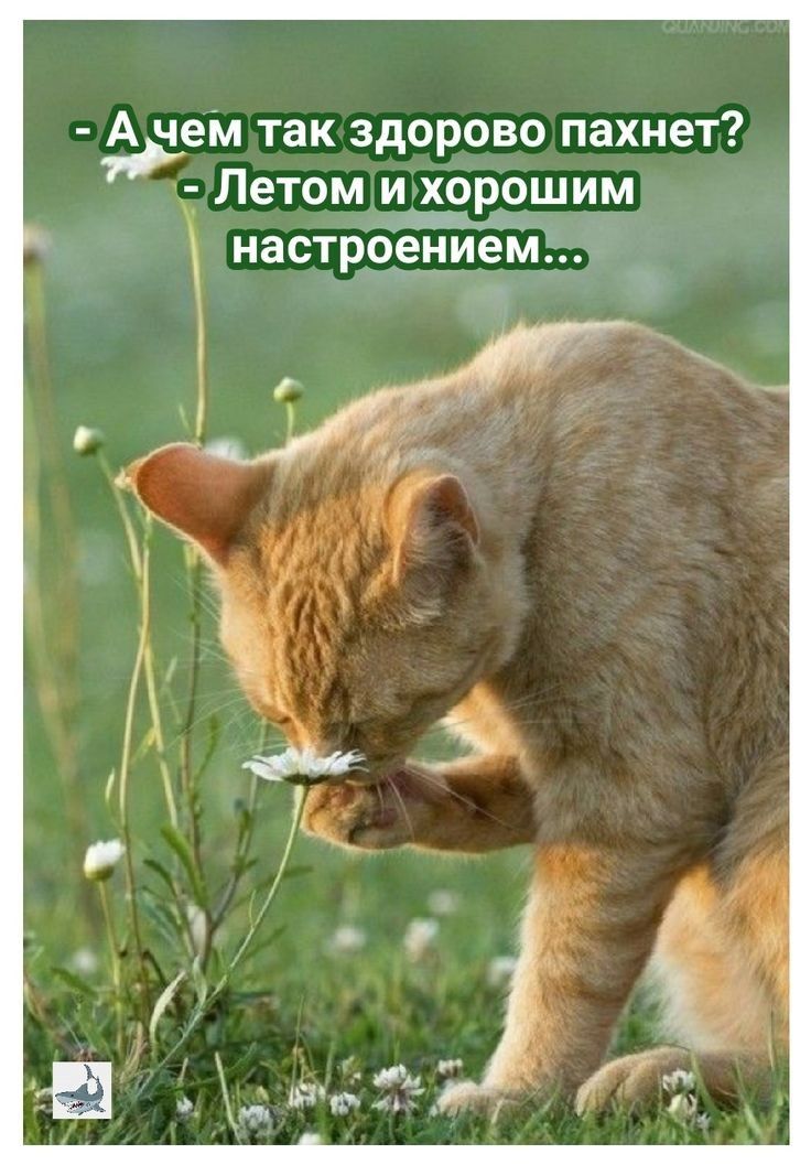 Ачеіи так здорово пахнет Летом и хорошим настроением