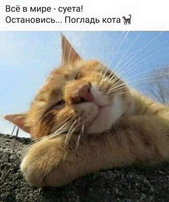 Всё в мире суета Остановись Пог дь котан