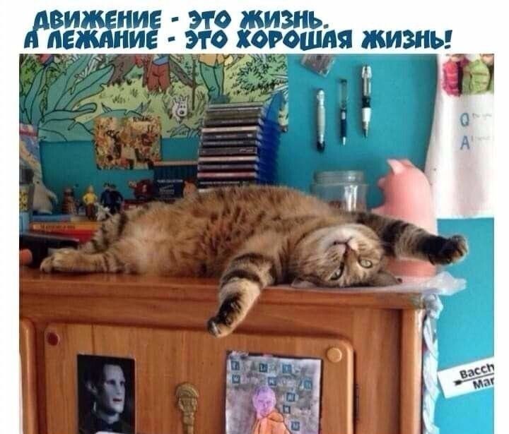 виж ние это живи _ п ние это конюшня жирны