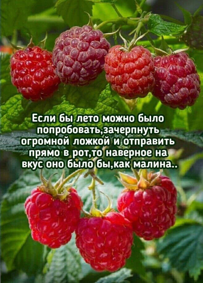 Если Бы лето можно было попробовать зачерпнутьды ЁОГРОМЁЁДИ ЛОЖКОЙ идотправить ПРЯМО В_ РОТЛО наверное мау малина кус оно Было16ы как