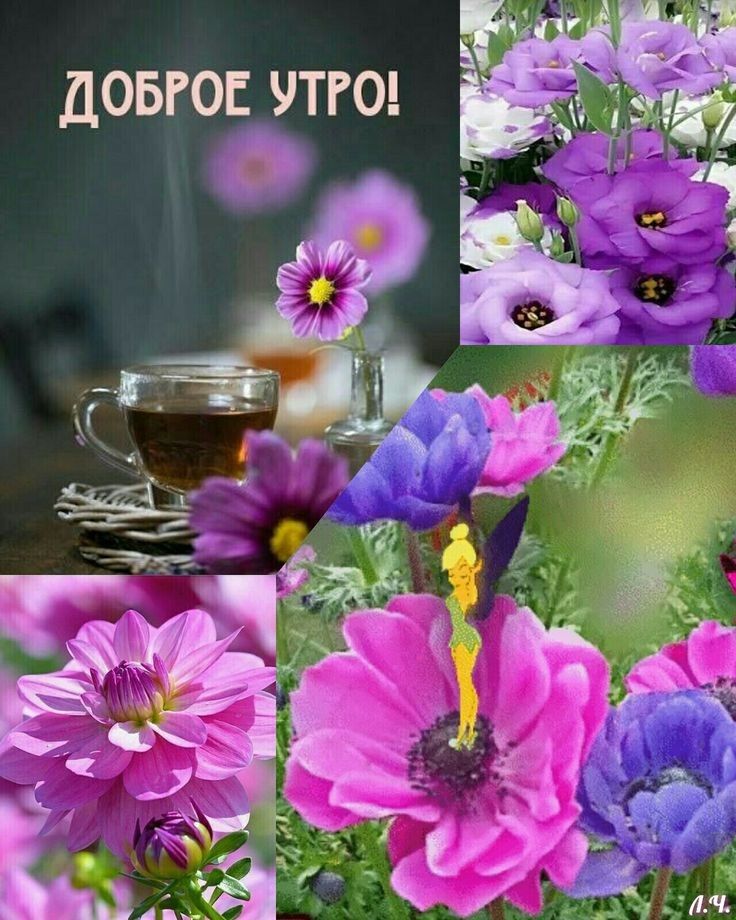 ДОБРОЕ УТРО 533