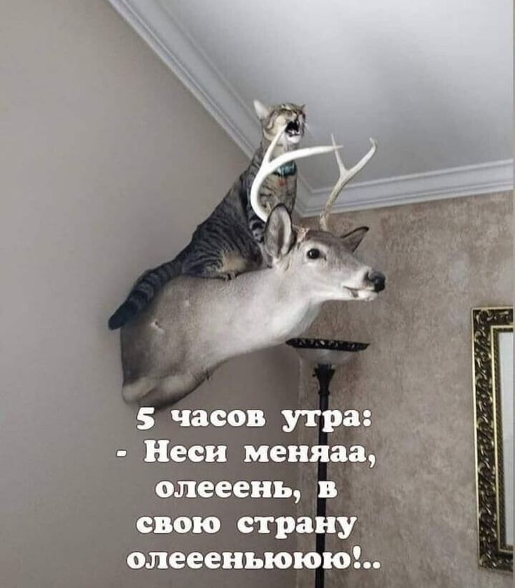 5 часов утра Неси меняа олееень в свою страну олеееньююю