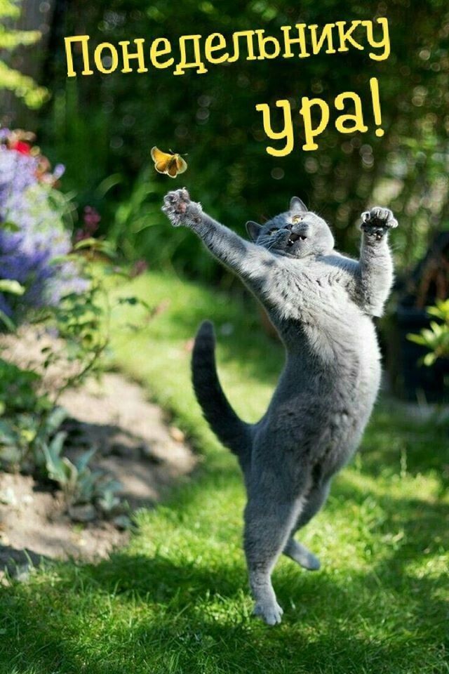 и ик .  Понедельй кэ ура!
