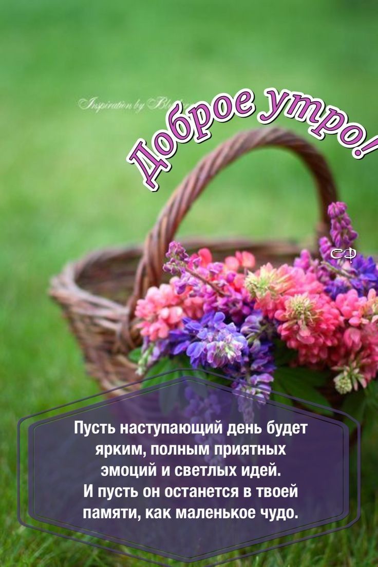 Пусть наступаюідий день будет ярким полным цриятных эмоций и светлых идей И пусть он останется в твоей памяти как маленькое чудо