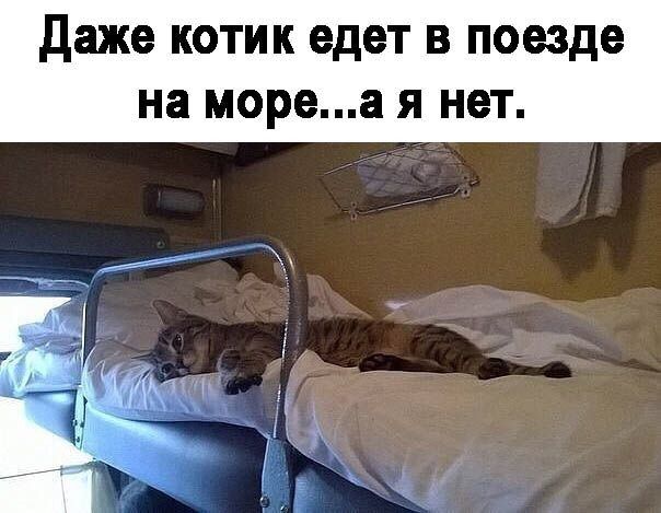 Даже котик едет в поезде на мореа я нет