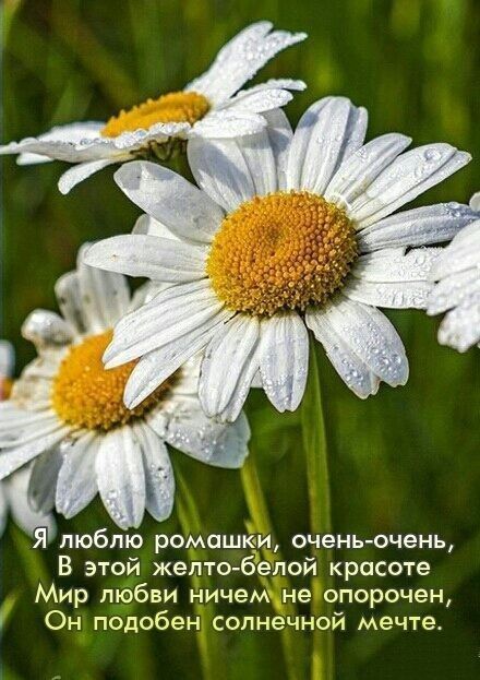 Я люблю ромашки оченьочень В этой желтобелой красоте Мир любви ничем не опорочен Он подобен солнечной мечте