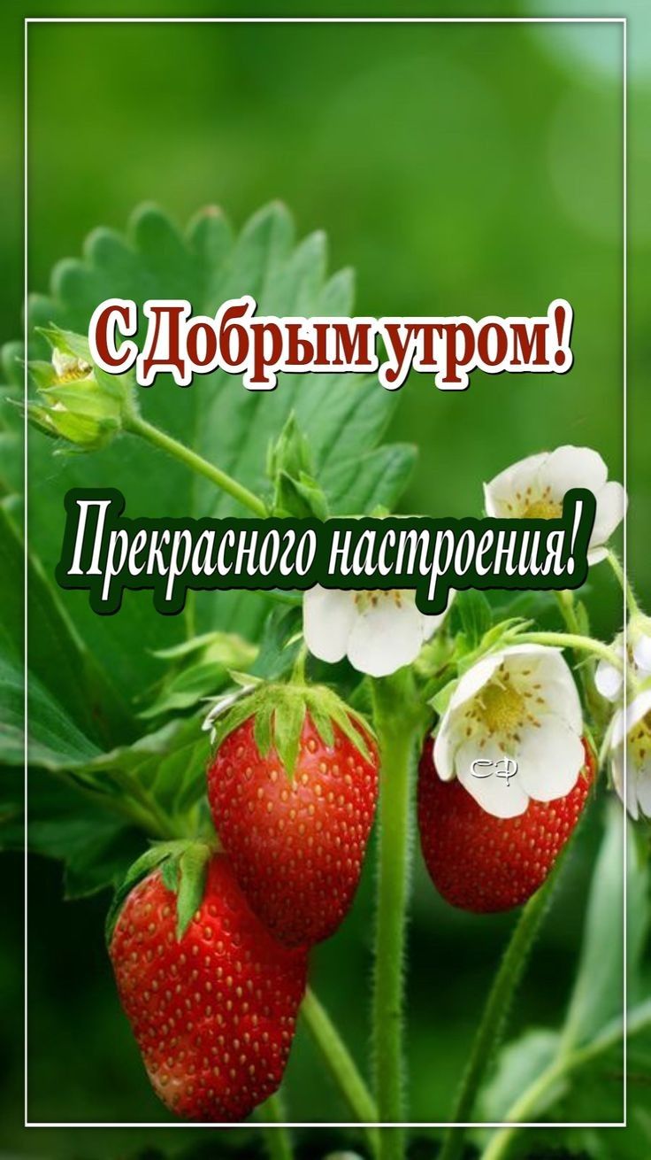 _го Щоен Прекрагіід и У