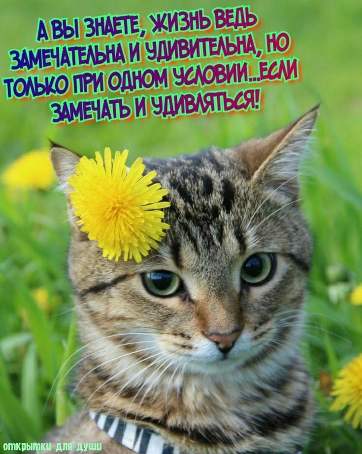ЗАМЕЧАТЬ ивдивмться