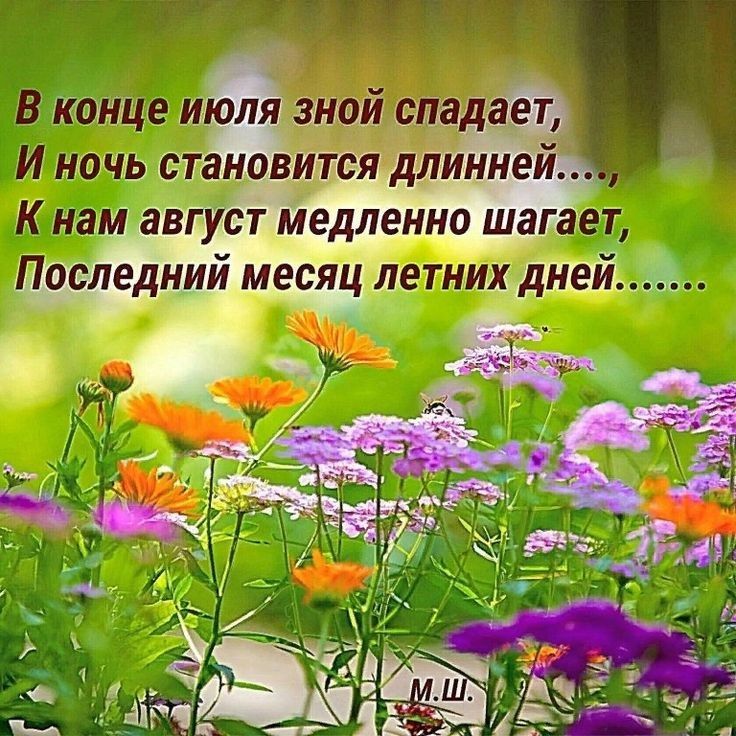 тиц ПИВА ы