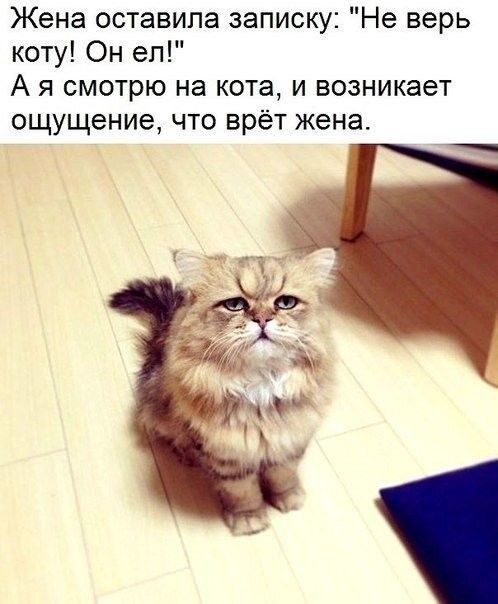 Жена оставила записку Не верь коту Он еп А я смотрю на кота и возникает ощущение что врёт жена