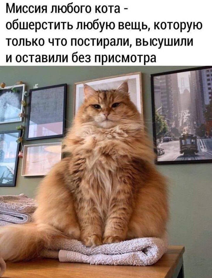 Миссия любого кота обшерстить любую вещь которую только что постирали высушили и оставили без присмотра