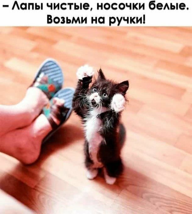 Аопы чистые носочки беАью Возьми на ручки