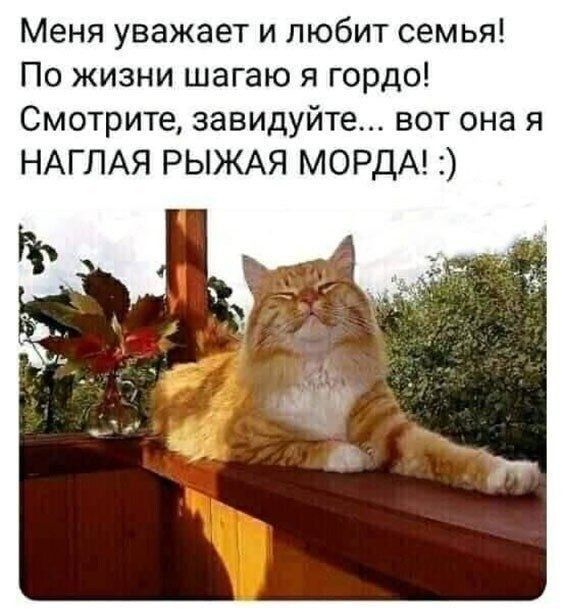 Меня уважает и любит семья По жизни шагаю я гордо Смотрите завидуйте вот она я НАГПАЯ РЫЖАЯ МОРДА