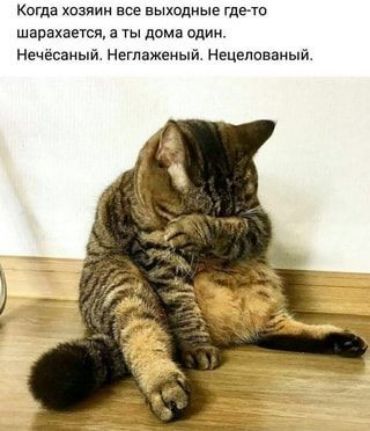 Когда хозиии все выходные где ти шарахавусп а ты помп один Нечесаный Ннгпаженый Нацнповаиый
