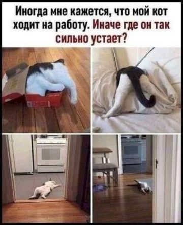 Иногда мне кажется что мой кот ходит на работу Иначе где он так сильно устает