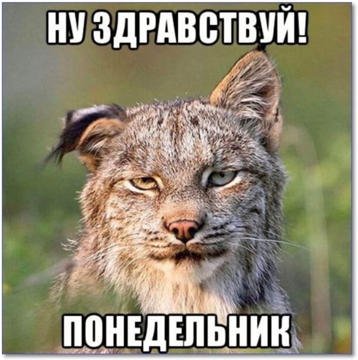 НУЗДРАВВТВУЙ ППНЕДЕЛЬНИН х
