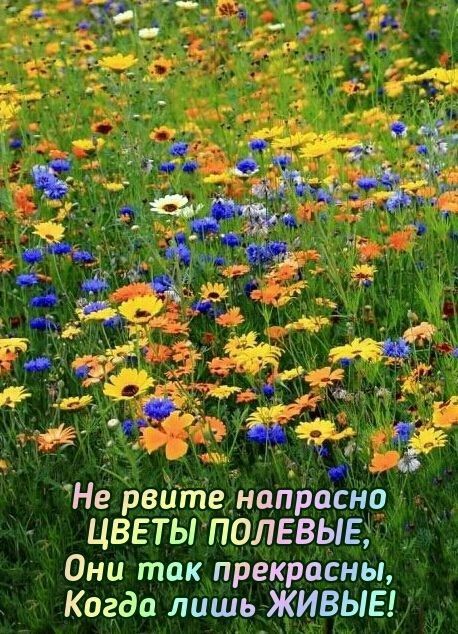 Не рвите напрасно ЦВЕТЫ ПОЛЕВЫЕ Они так прекрасны Когда лишь ЖИВЫЕ