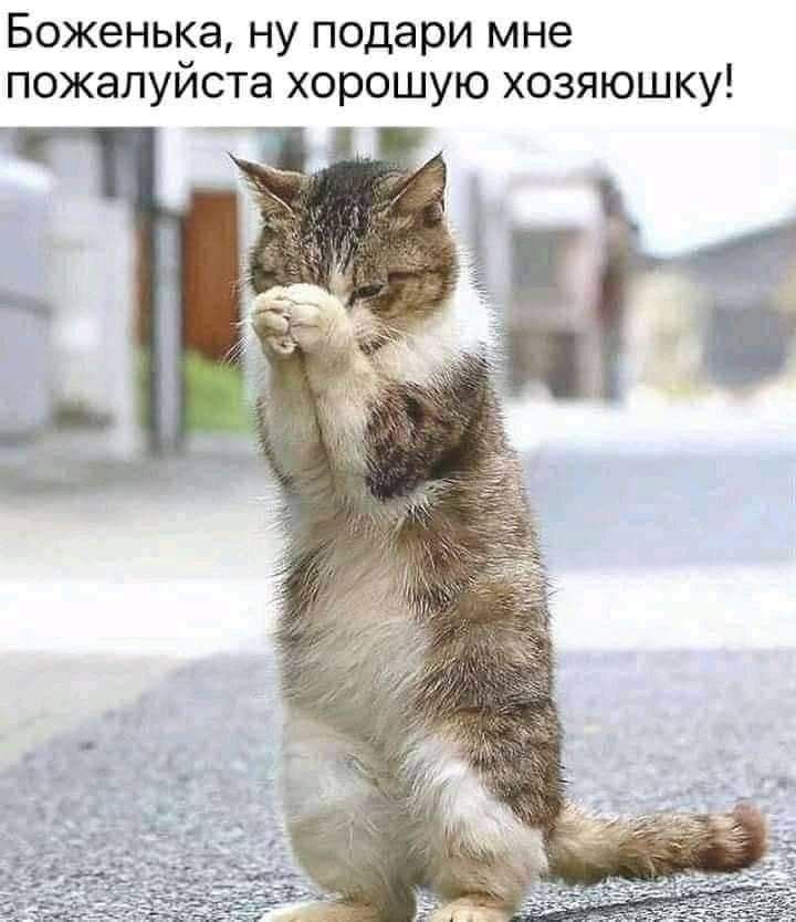 Боженька ну подари мне пожалуйста хорошую хозяюшку