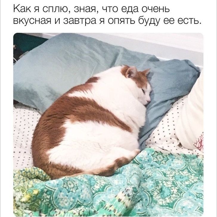 Как я сплю зная что еда очень вкусная и завтра я опять буду ее есть