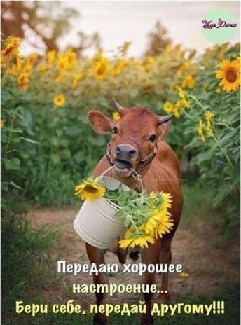Наций рощи настроение Бери себе передай другому