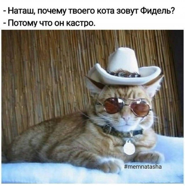 Наташ почему твоего кота зовут Фидель Потому что он кастро
