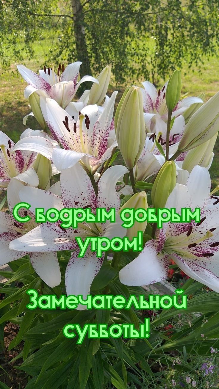 ЗамечатеАьнои суввоты