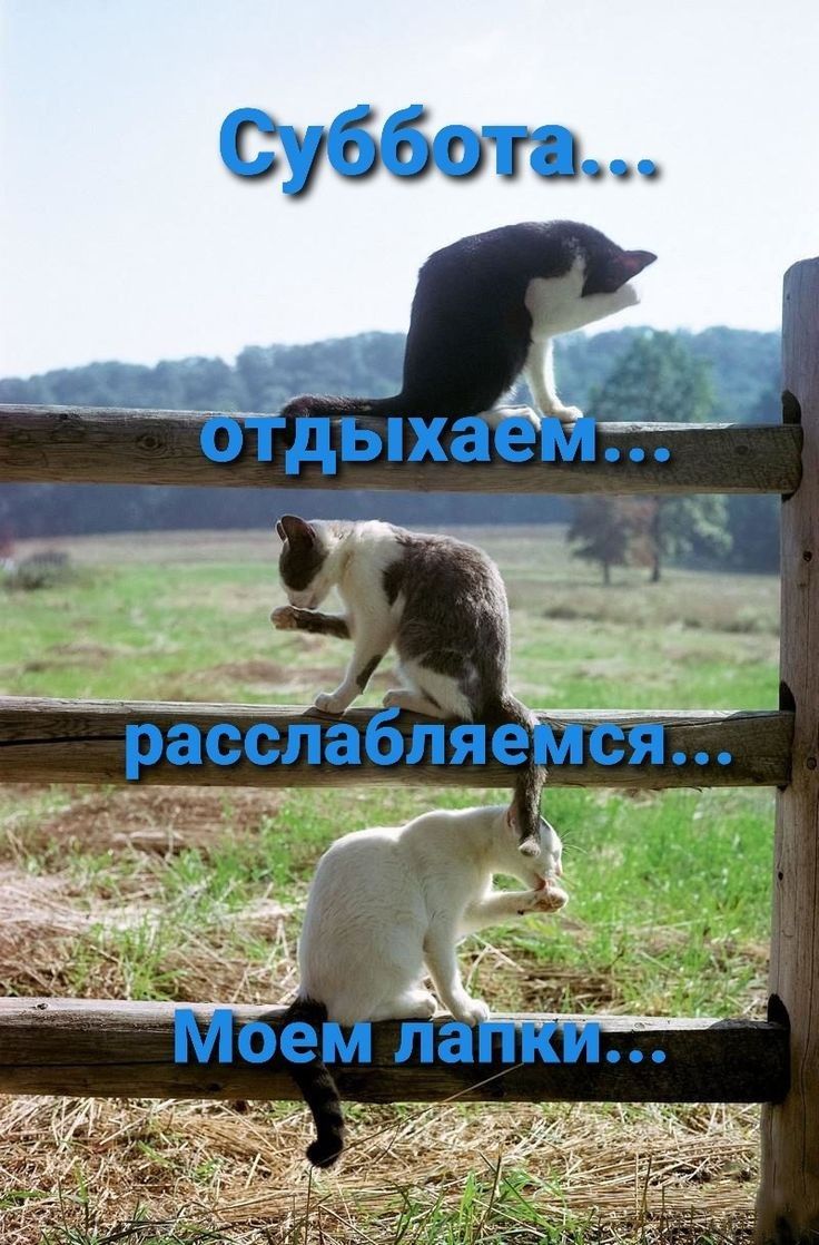 СЯ