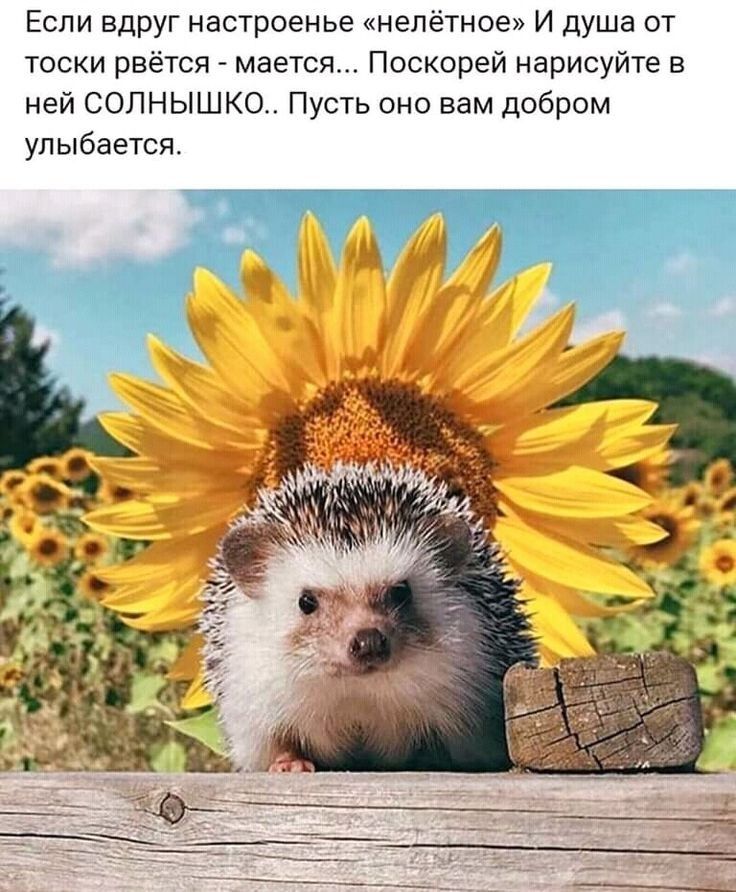 И снова утрЪ Ц И сноЁа солнышко уша от тоски рвётся мается Поскорей нарисуйте в ней СОЛНЫШКО Пусть оно вам добром улыбается