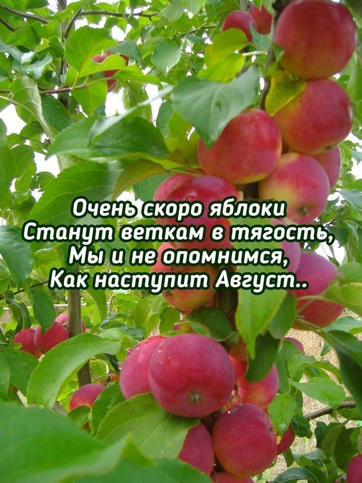 Очегэсіюро ябЛоки Е Станут веткам в тягостё ь Мы и нейпомнимсяш Как наступит Август Г