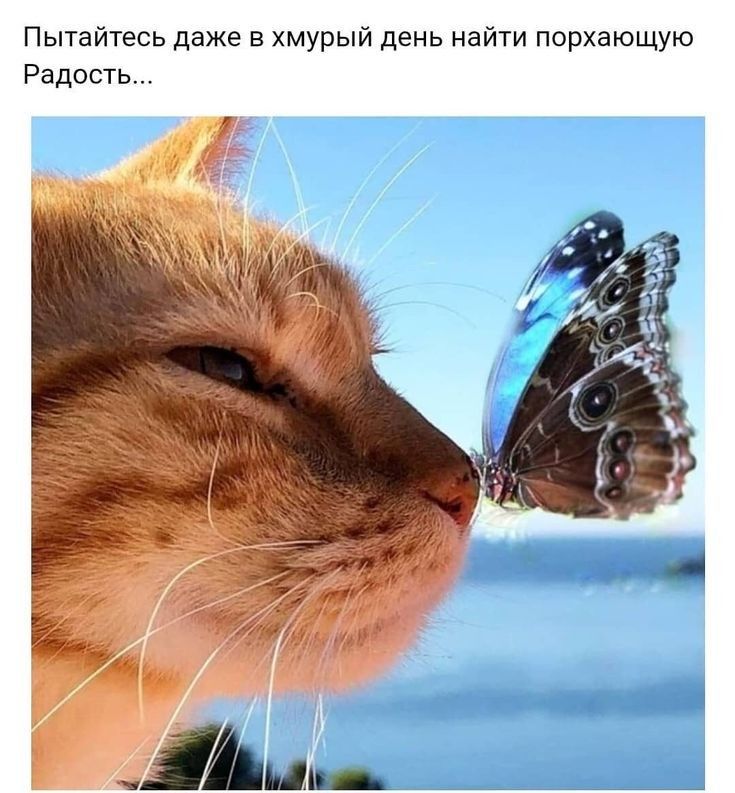 Пытайтесь даже в хмурый день найти порхающую Радость