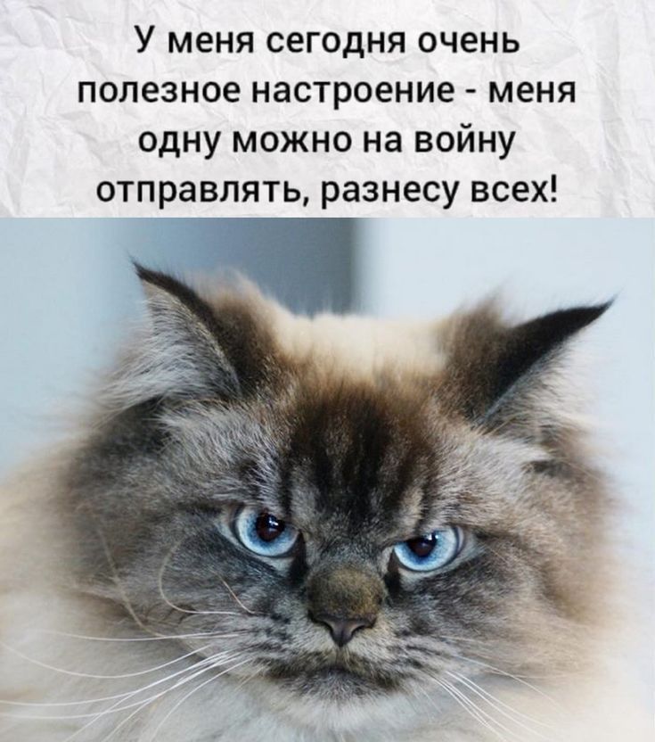 У меня сегодня очень полезное настроение меня одну можно на войну отправлять разнесу всех