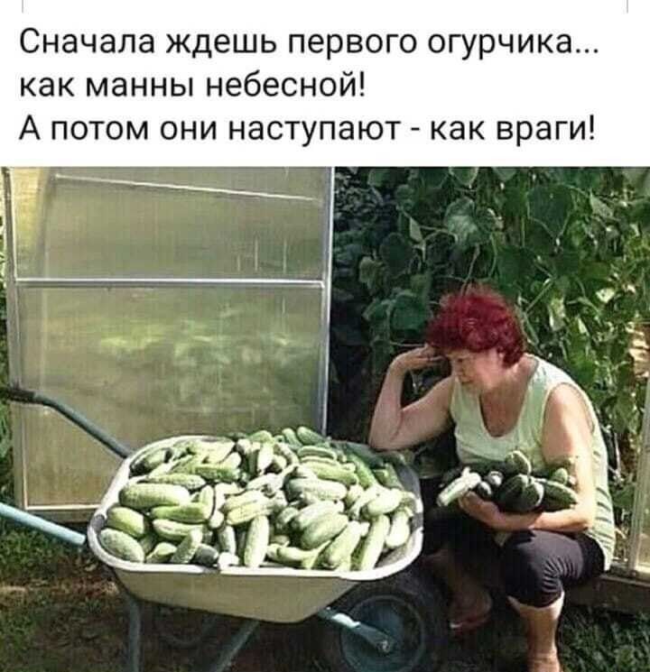 Сначала ждешь первого огурчика как манны небесной А потом они наступают как враги