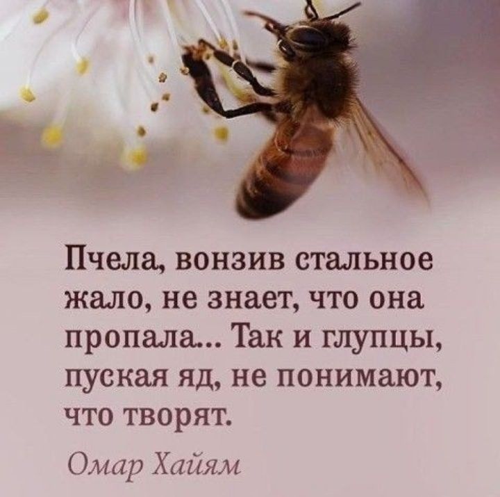 Пчела вонзив стальное жало не знает что она пропала Так и глупцы пуская яд не понимают что творят Омар Хайям
