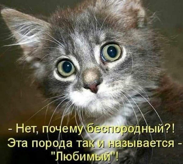 Эта порода та зывается Пюби