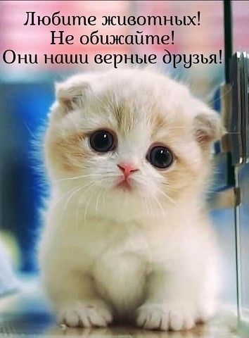 Любите животных Не обижайтё Они наши верные рузья